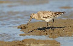 Bar-tailed Godwit